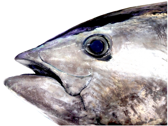 有限会社五勇水産 まぐろから旬の魚まで